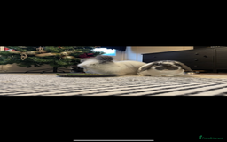 Angora rabbits for sale: Angora and mini lop bonded pair  - Image 3