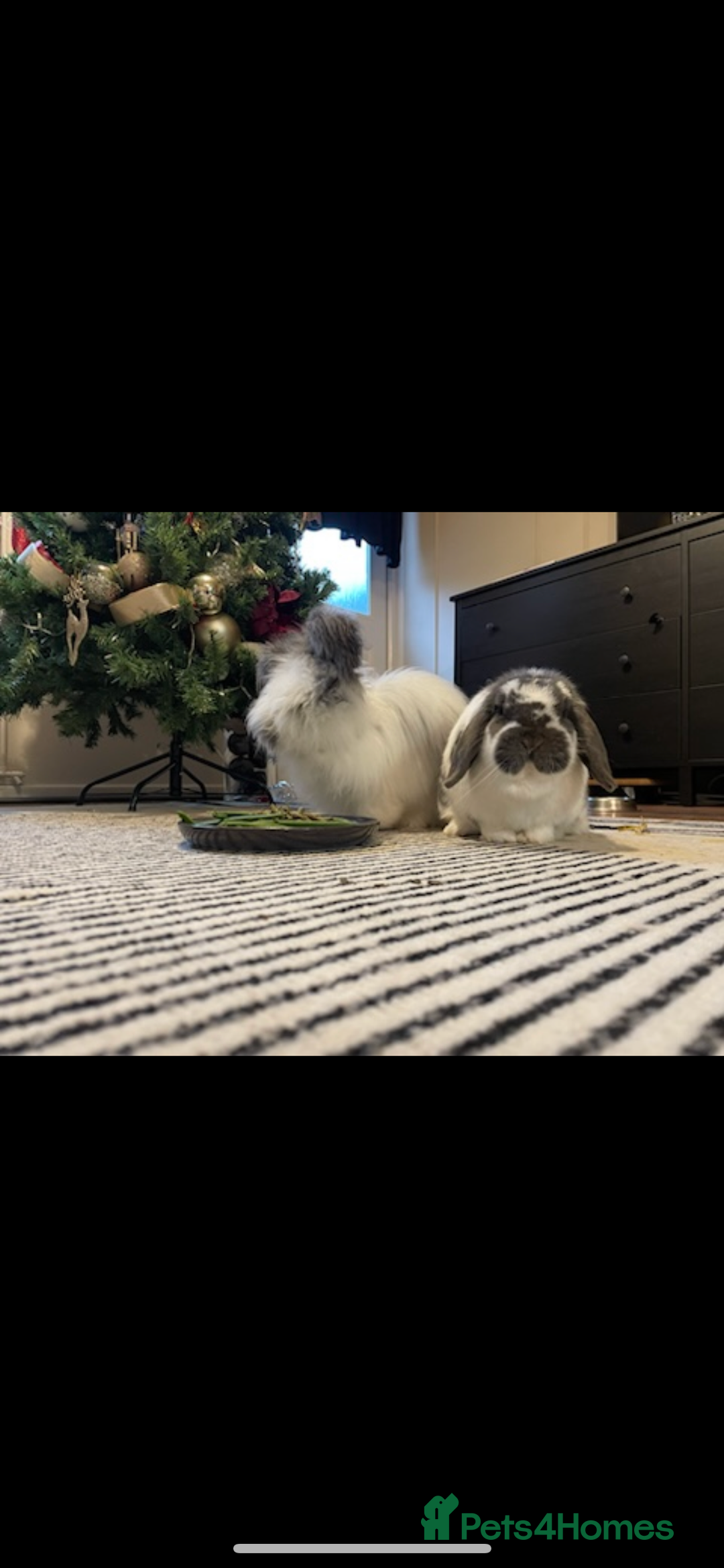 Angora rabbits for sale: Angora and mini lop bonded pair  - Image 3