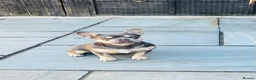 French Bulldog dogs for sale: 6 MONTH OLD ROMI  - Advert 2