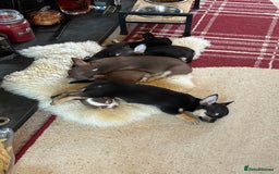 Chihuahua dogs for sale: Beautiful female Chihuahua - Advert 3