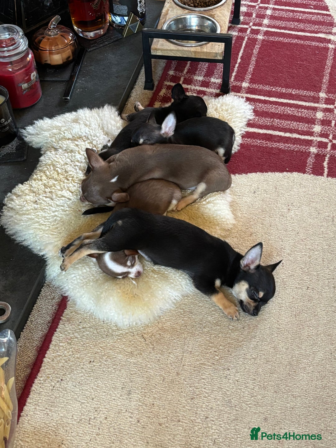 Chihuahua dogs for sale: Beautiful female Chihuahua - Advert 3