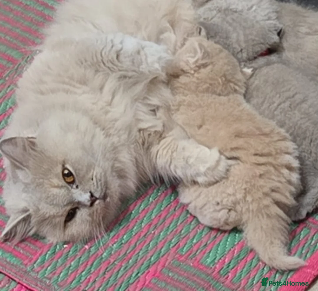 British Longhair cats for sale: Chunky BLH kitten.PET ONLY - Advert 6