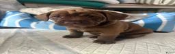 Mixed Breed dogs for sale: Cockapoo X frenchie puppies  - Advert 30