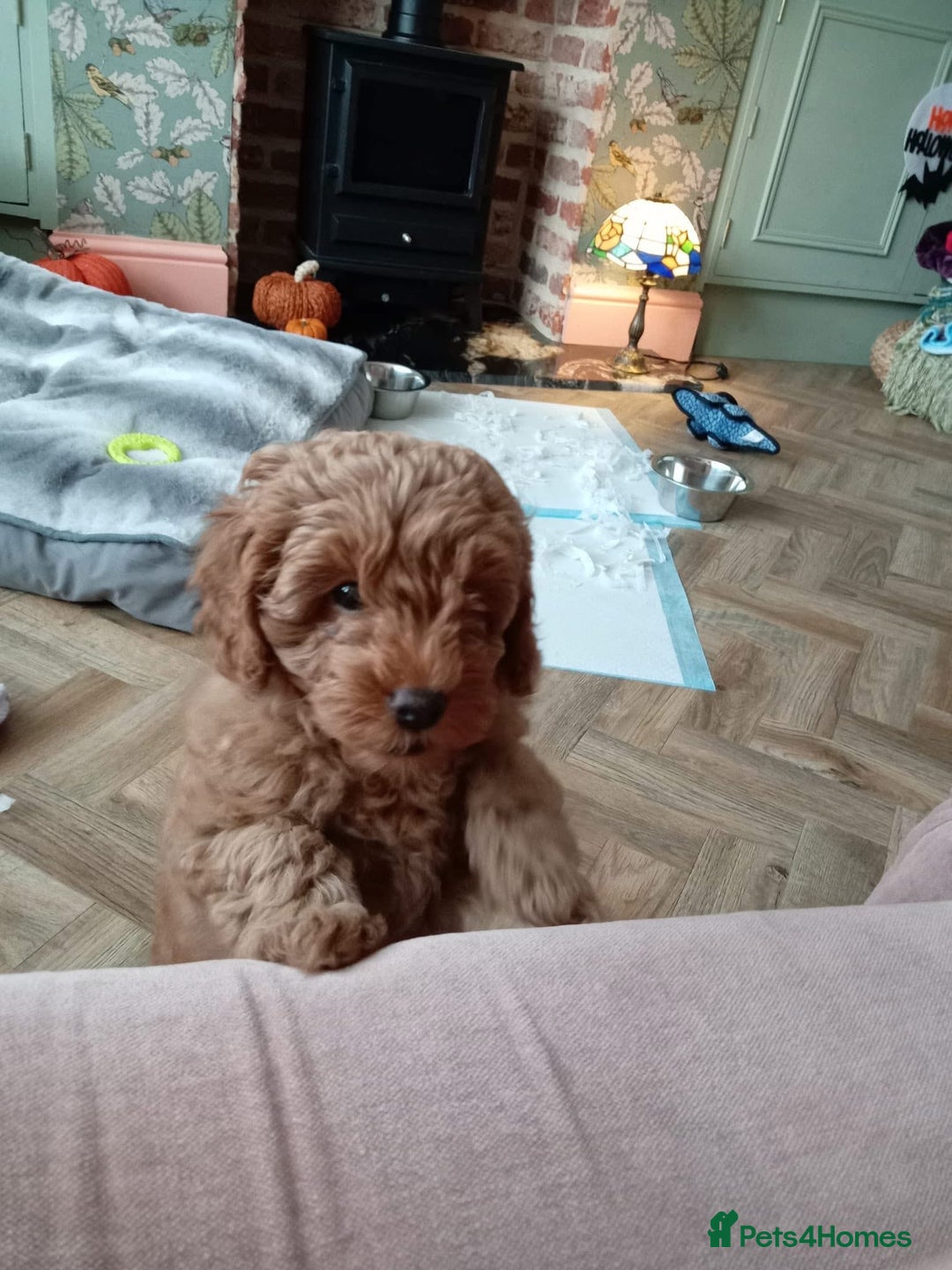Toy Poodle dogs for stud: Toy Poodle KC - Stud and  fully health tested  - Advert 19