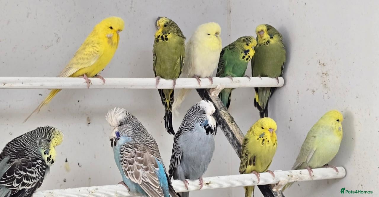 Budgerigars birds for sale: 2026 bred budgies for sale - Advert 1