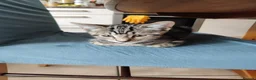 Mixed Breed cats for sale: Beautiful  boy ,mixed breed- Bengal father  - Advert 2