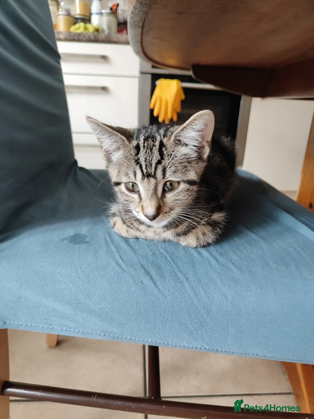 Mixed Breed cats for sale: Beautiful  boy ,mixed breed- Bengal father  - Advert 2