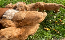 Cockapoo dogs for sale: Red Cockapoo puppies for sale - Image 17