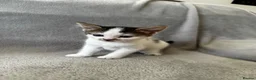Mixed Breed cats for sale: 4 Adorable Little Kittens for sale in Watford - Advert 11