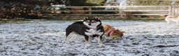 Japanese Shiba Inu dogs for sale: Three Amazing Shibas Seeking Loving Homes ❤️ - Advert 3