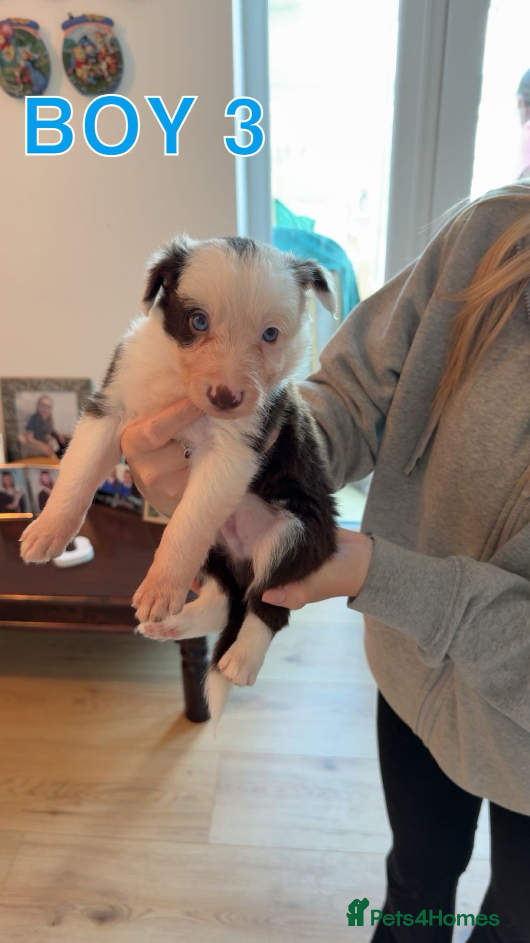 Border Collie dogs for sale: BEAUTIFUL BORDER COLLIE PUPPIES - Image 6
