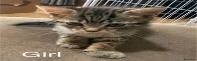 British Shorthair 7