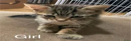 British Shorthair cats for sale: Adorable litter of 7 kittens - Advert 8