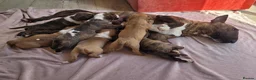 Miniature Bull terrier dogs for sale: Excellent miniature english bull terrier puppies  - Advert 2