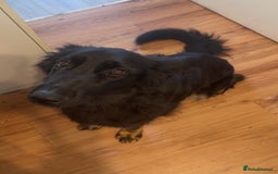 German Shepherd dogs for sale: 3 Year Old Female German Shepherd - Image 2