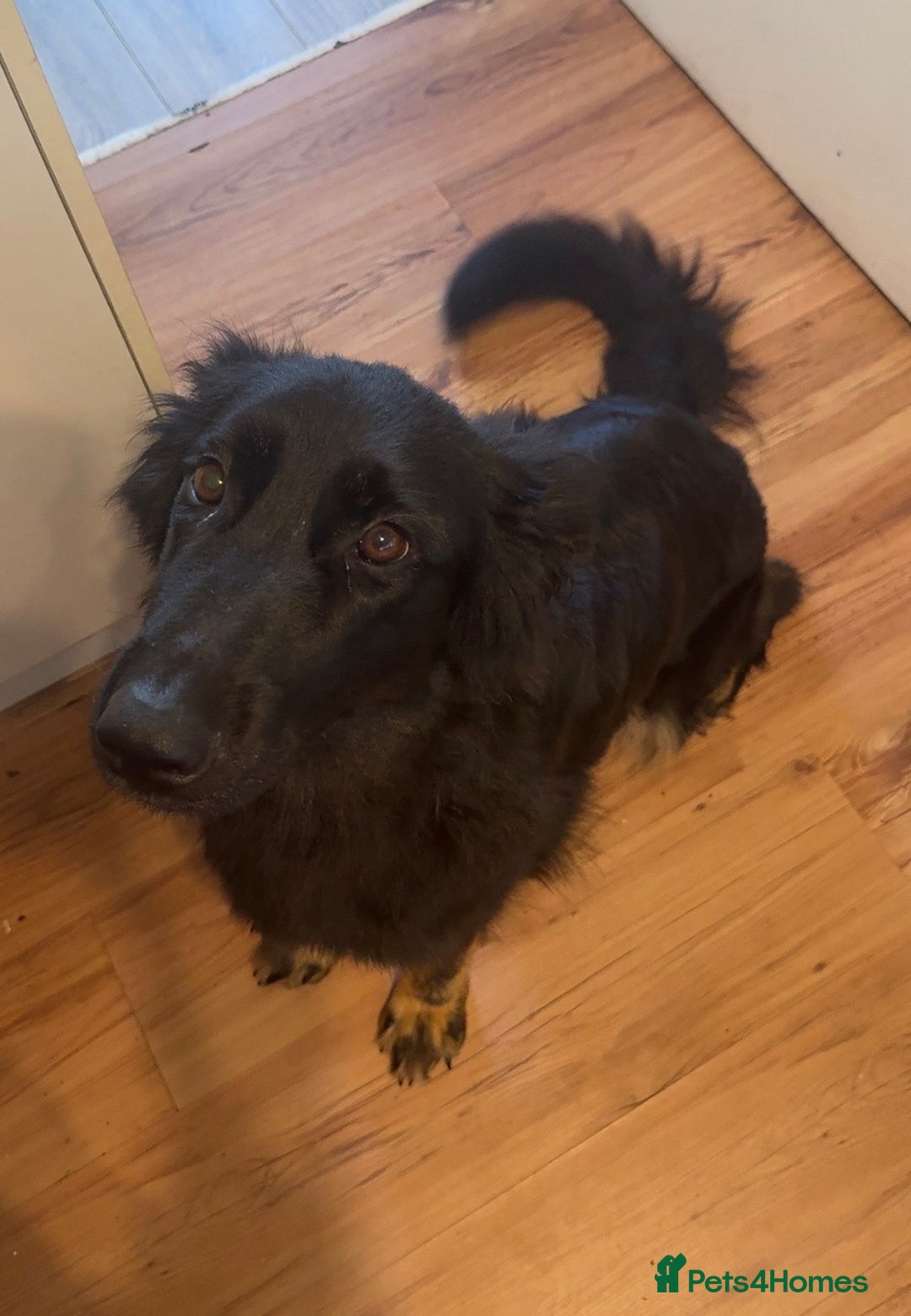 German Shepherd dogs for sale: 3 Year Old Female German Shepherd - Image 2
