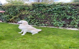 Golden Retriever dogs for sale: Fabulous golden retriever puppies  - Image 27