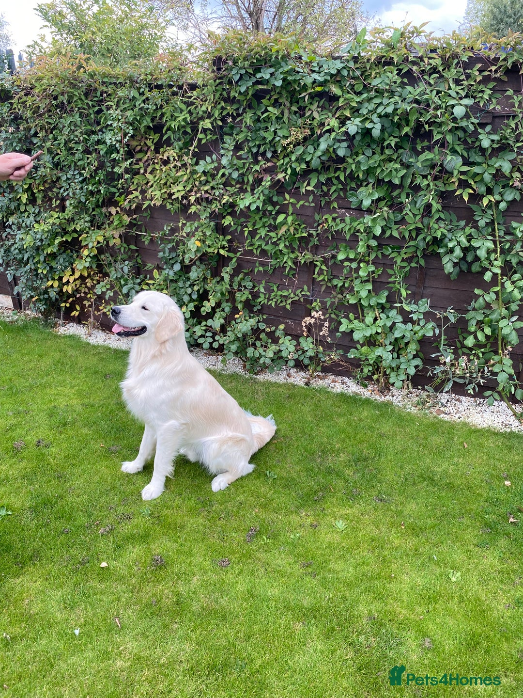 Golden Retriever dogs for sale: Fabulous golden retriever puppies  - Image 27