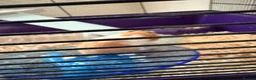 Hamster rodents for sale: Gorgeous Female Hamster Available in Leatherhead - Advert 1