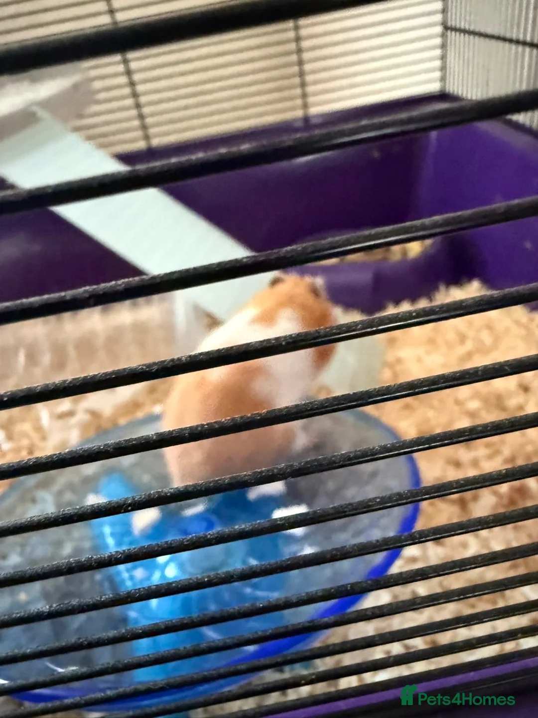 Hamster rodents for sale: Gorgeous Female Hamster Available in Leatherhead - Advert 1