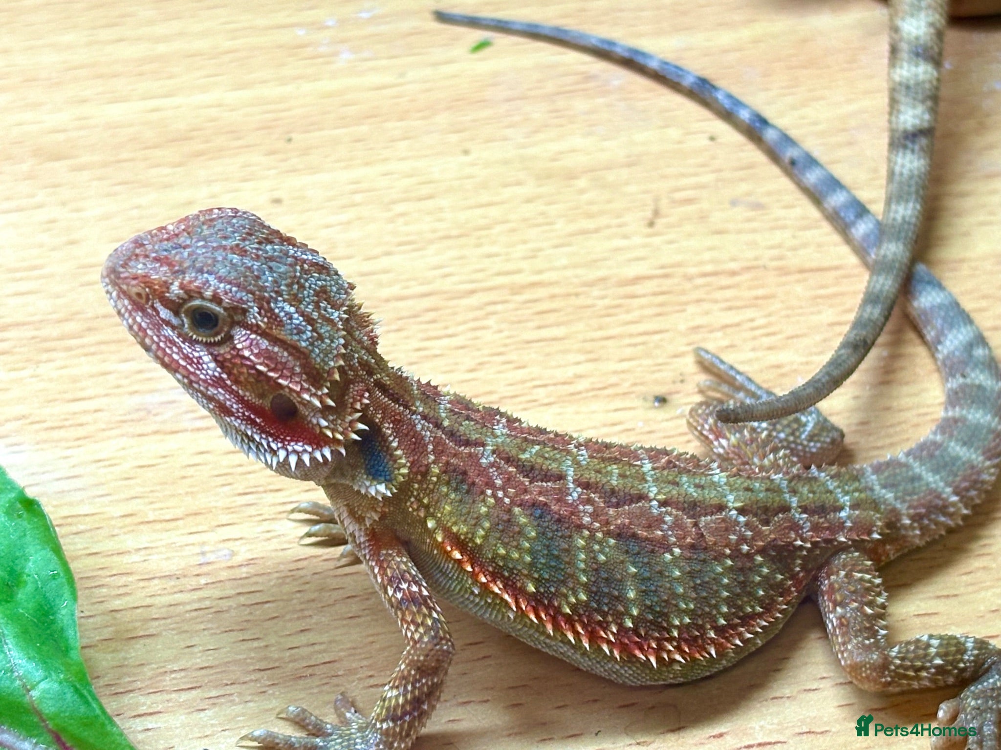 Bearded Dragon reptiles Stunning baby bearded dragons - Advert 20
