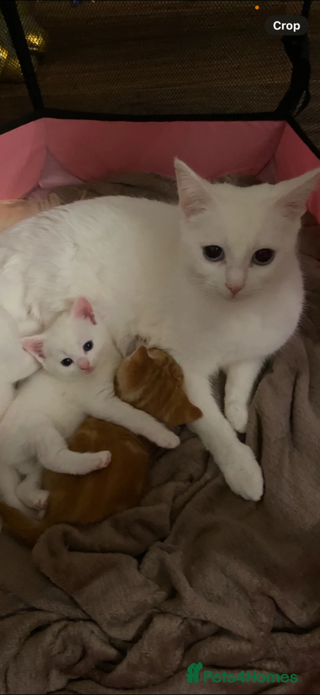 Mixed Breed cats for sale: Half Turkish van fluffy kittens! - Advert 2