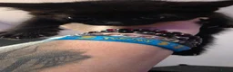 Mixed Breed cats for sale: Beautiful Kittens Looking for Their Forever Homes  - Advert 6