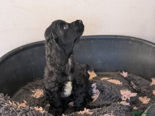 Cocker Spaniel dogs KC Registered Show type cocker spaniels. - Advert 6