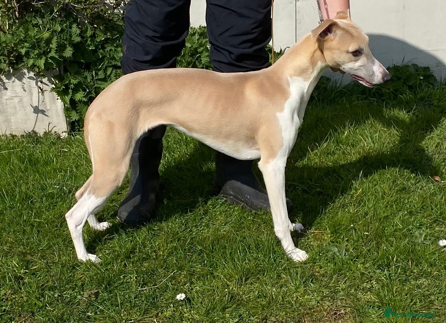 Whippet dogs Beautiful Whippet Puppies  - Advert 5