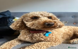 Miniature Poodle dogs for sale: Lula  - Image 1