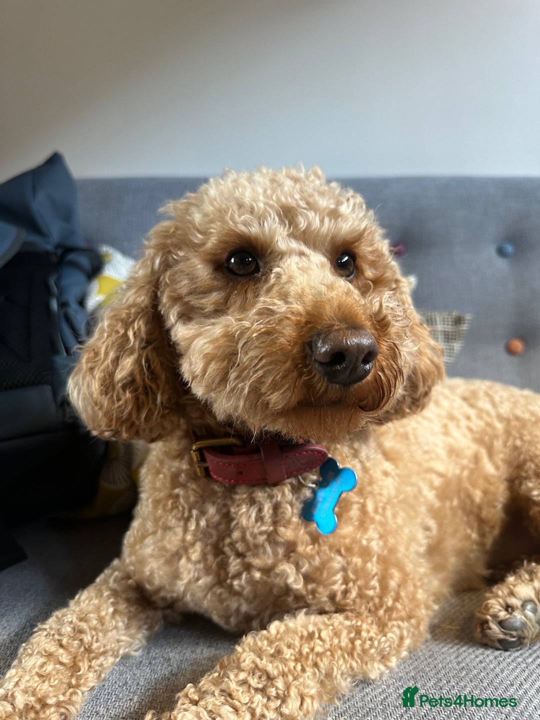 Miniature Poodle dogs for sale: Lula  - Image 1