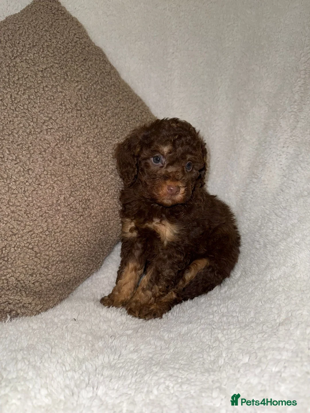 Miniature Poodle dogs for sale: Stunning Chocolate Miniature Poodles - Advert 19