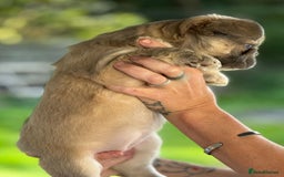 French Bulldog dogs for sale: Fluffy frenchie pups  - Image 11