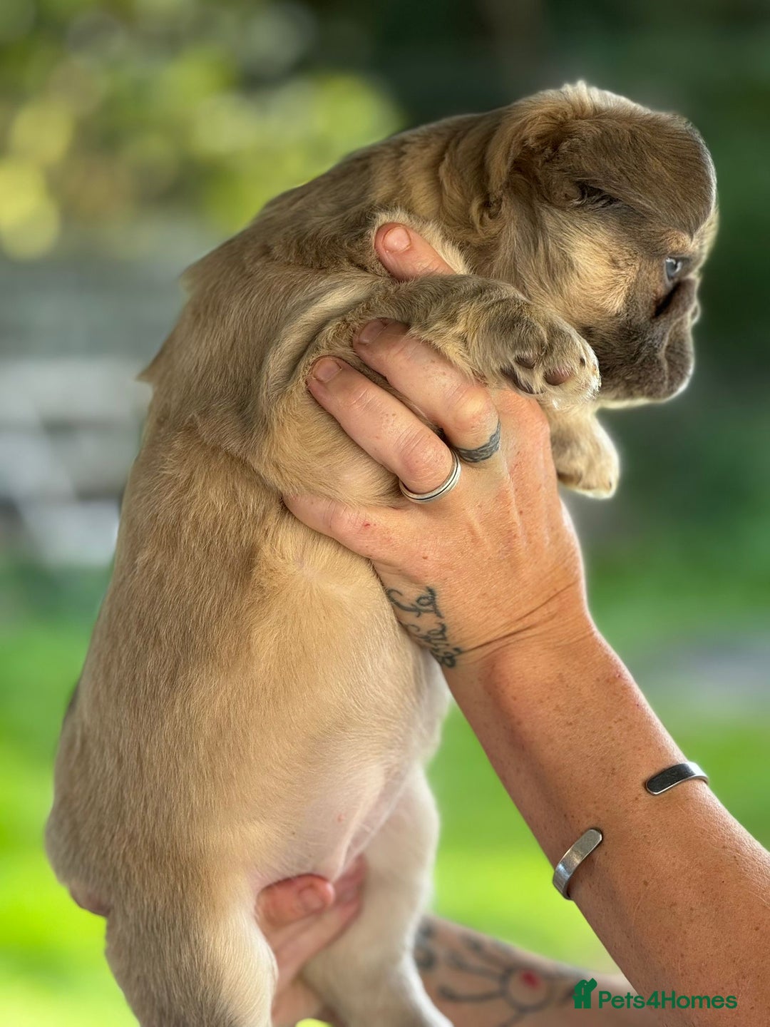 French Bulldog dogs for sale: Fluffy frenchie pups  - Image 11