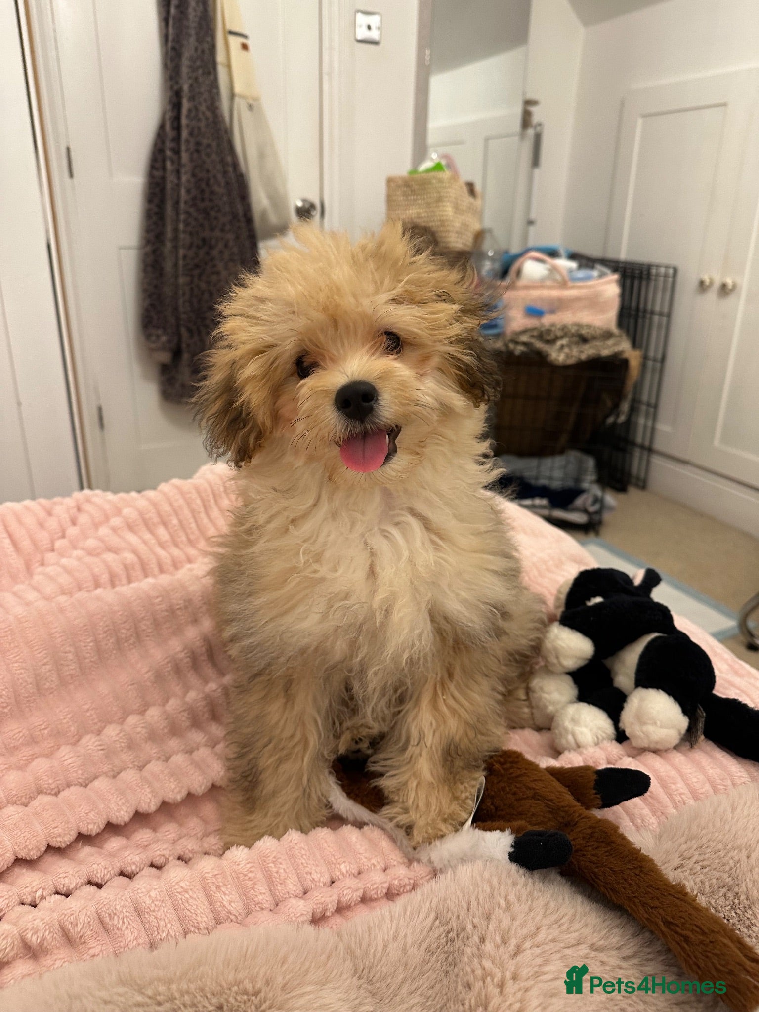 Pomapoo dogs Female pomapoo needing a loving home  - Advert 12