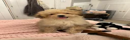 Pomapoo dogs for sale: Female pomapoo needing a loving home  - Advert 5