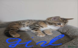 Mixed Breed cats for sale: Beutyful bengal babies wisbech 🐈😻 - Advert 14