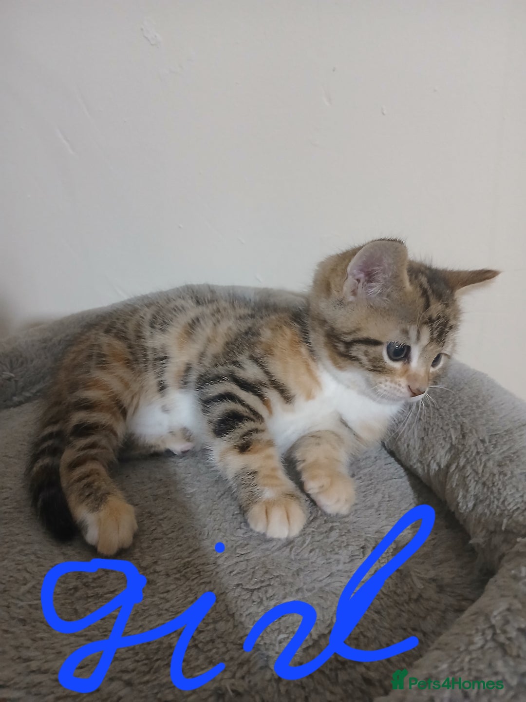 Mixed Breed cats for sale: Beutyful bengal babies wisbech 🐈😻 - Advert 14