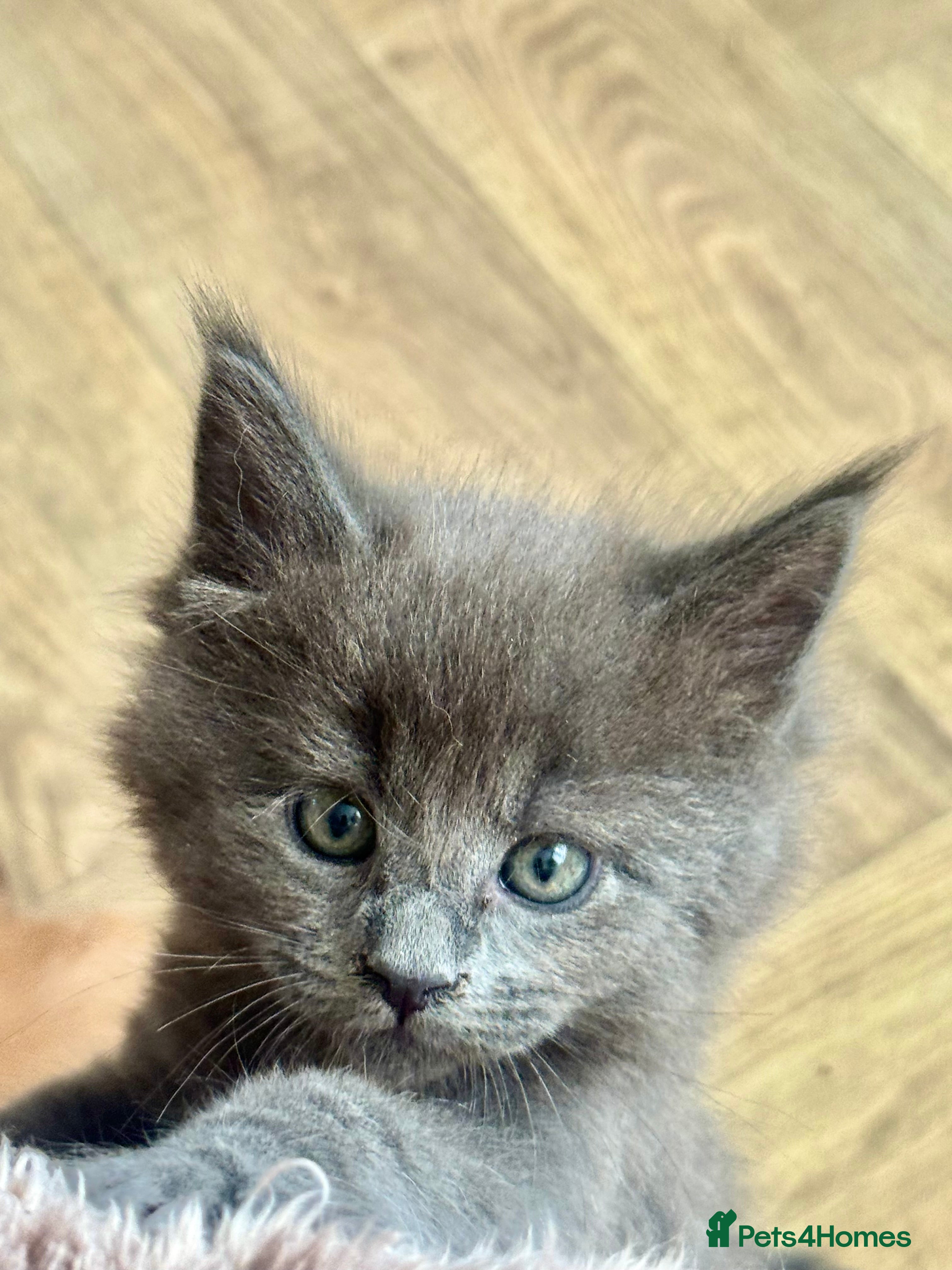 Maine Coon cats for sale: Stunning XL Maine Coon Kittens - Advert 13