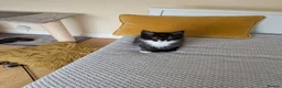 Maine Coon cats for sale: Only 1 beautiful boy left!!!!!  - Advert 5