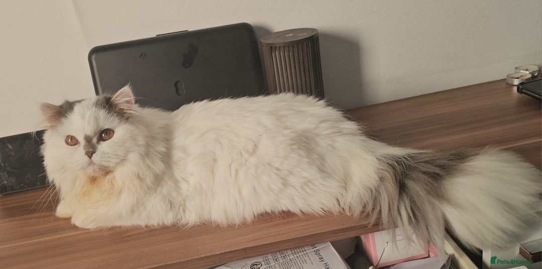 Scottish Fold cats for sale: A very beautiful Scottish Fold kitten - Advert 9