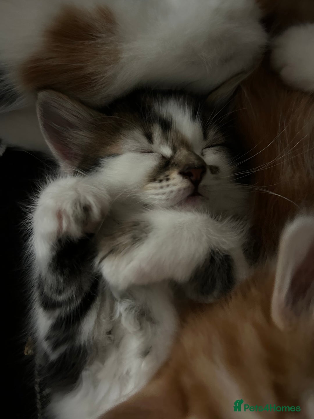 Mixed Breed cats for sale: five beautiful healthy charming kittens - Image 7
