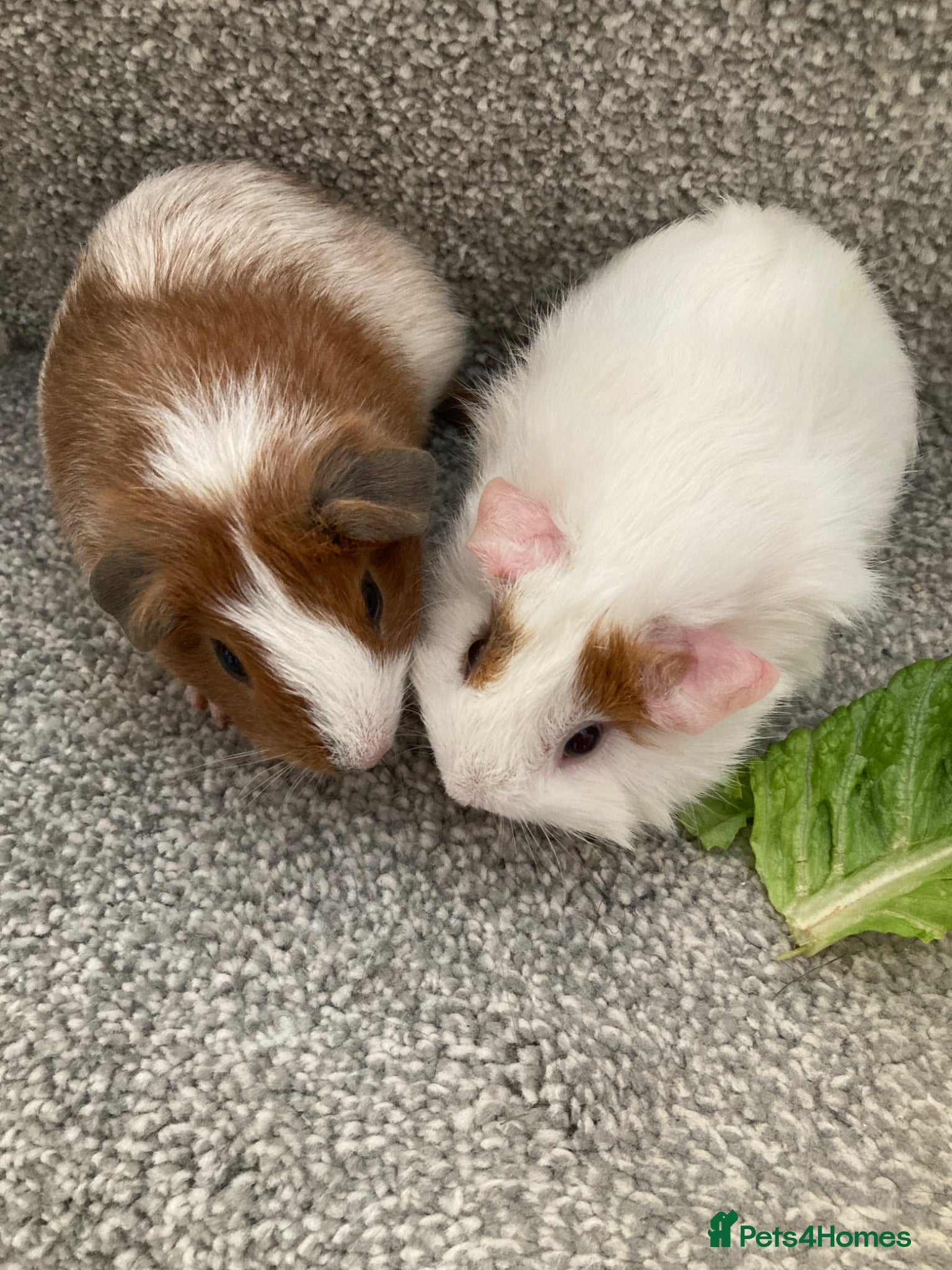 Guinea Pig rodents Pretty Baby Boars - Advert 16