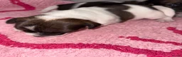 Jack Russell dogs for sale: Jack Russell puppies  - Advert 4