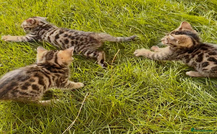 Bengal cats - Advert 2