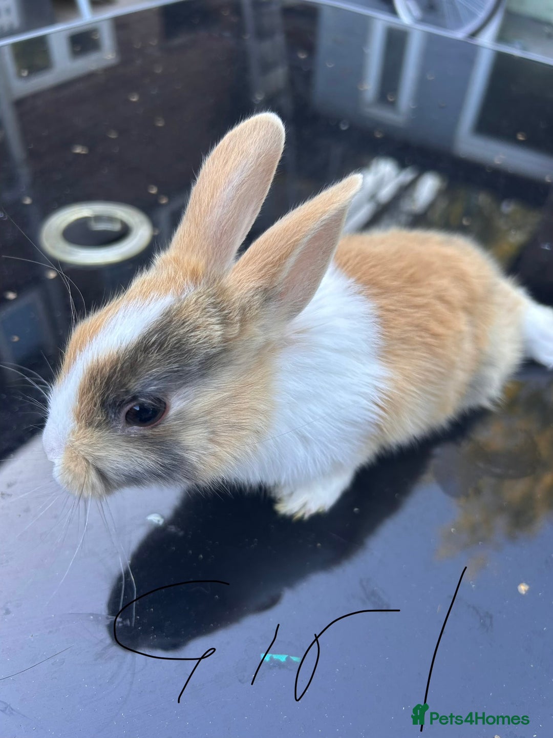 Netherland Dwarf rabbits for sale: Baby bunnies - Image 3