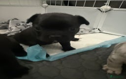 French Bulldog dogs for sale: French bulldog puppies looking for loving homes  - Image 12