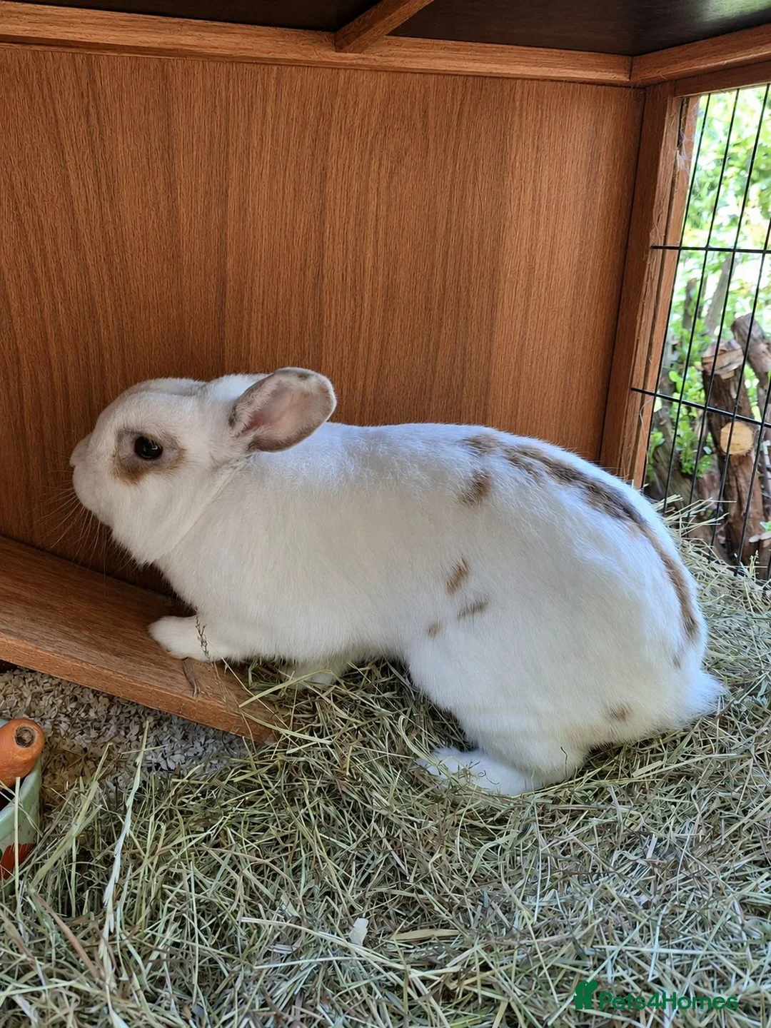 Dwarf Lop rabbits for sale: Male Dwarf Lop Rabbit needing a new home ASAP  - Advert 1