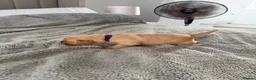 Golden Retriever dogs for sale:  Golden retriever puppies  - Advert 8