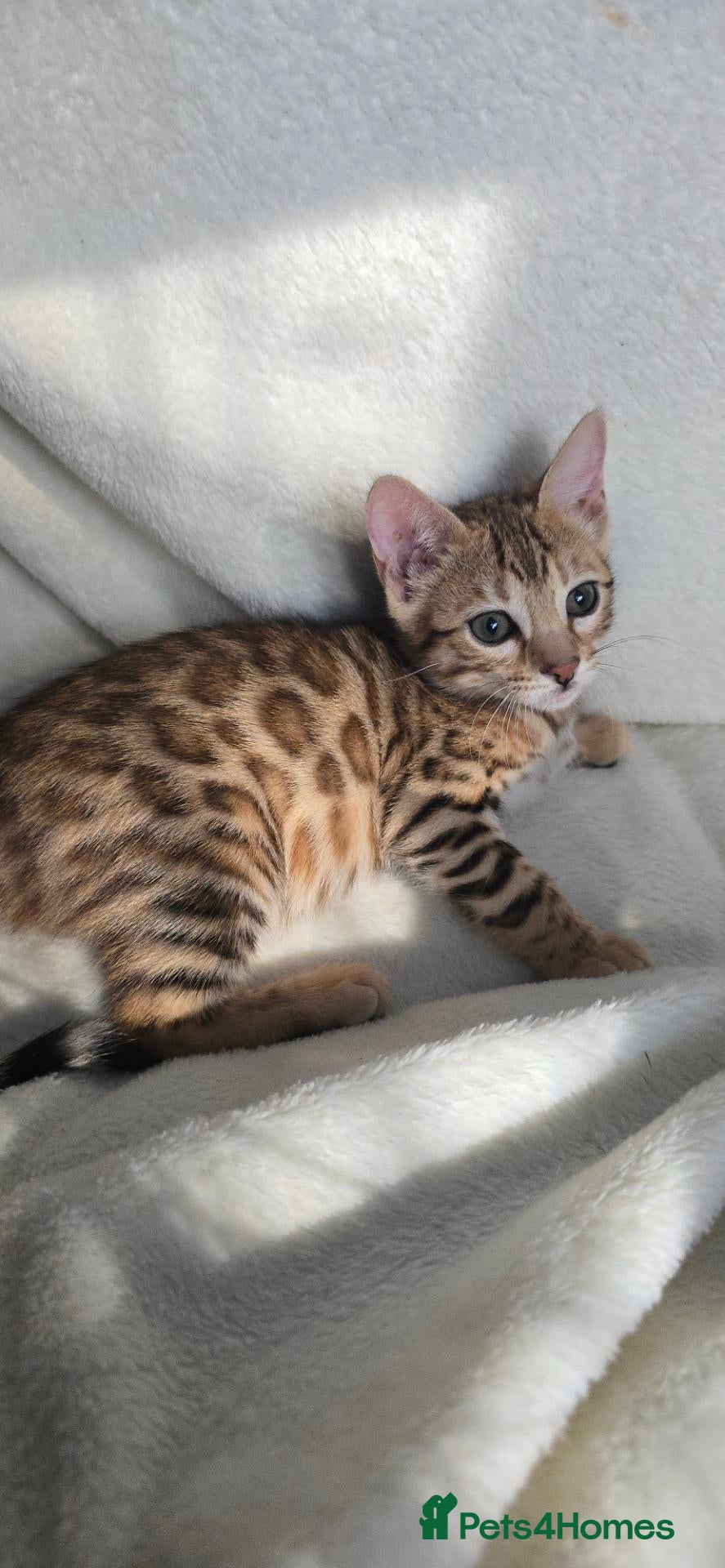 Bengal cats for sale: Outstanding rosetted brown bengal girls left 🔥 - Advert 11
